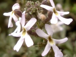 Jamesbrittenia kraussiana flowers